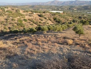 Αντιπαράθεση με έπαθλο... κοχλιούς στα χωράφια της Κρήτης!